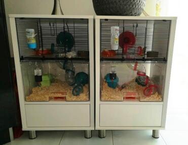 Our two cages Qute 