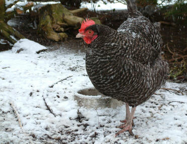 Chicken in the snow