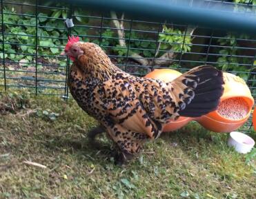 Gold booted bantam / sablepoot