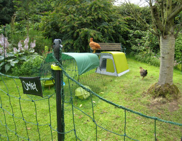 Green Eglu Go with run, 2 chickens and Omlet chicken fencing