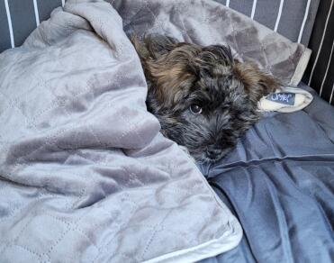 He loves his cosy blanket!