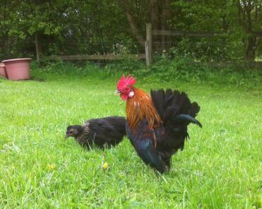 A serama chicken strutting his stuff.