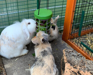 Rabbits eating from Omlet Rabbit Caddi Treat Holder