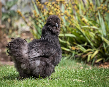 Chicken in Garden