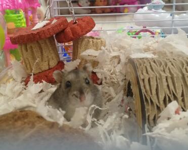 Hamsters are such adorable pets!