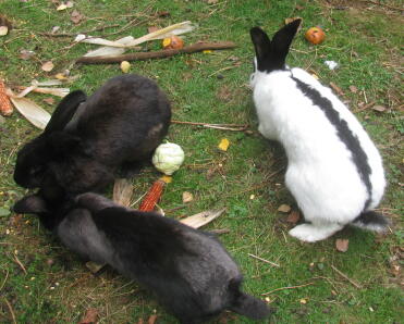 Does the meadow taste Good?