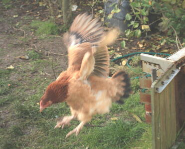 A maran chicken flying.