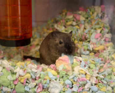 My gerbil in the litter box colours