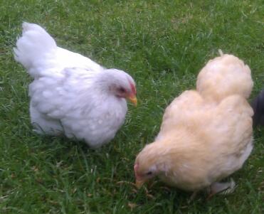 Lavenender and lemon - a pair of bantam chickens.