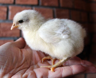 Splash marans 1 weeks old