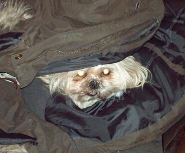 She can't Go out without me - i am hiding in her coat