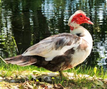 Muscovy duck