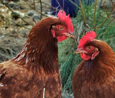 Daphne & florence