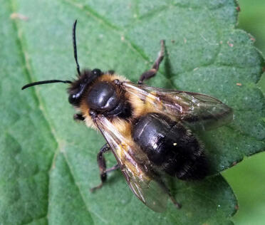 British black honeybee