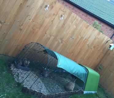 The rabbit sanctuary, home to Mum and dad- Daisy and Arnie and their son Budgie 