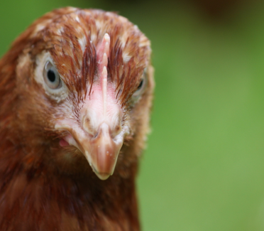 Gingernut rangers are beautiful chickens!