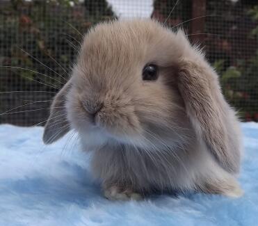 Beige mini lop