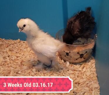 Peep the Silkie Rooster (yellow) & Meep the Silkie Pullet (black)