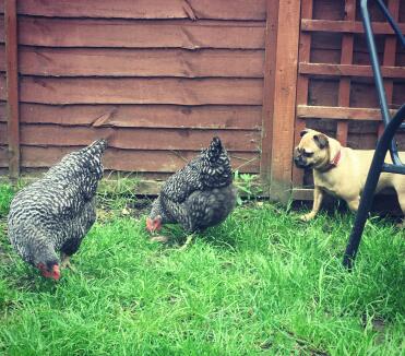 My dog loves having the chickens out to play with! 