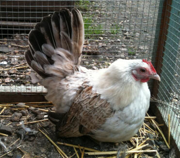 Japanese Bantam Chicken