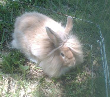 lovely buff color Lionhead buck