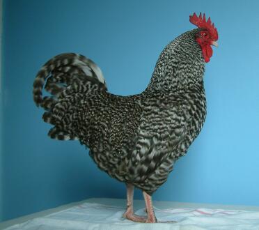 Bantam marans cockerel