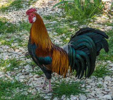 What beautiful feathers!