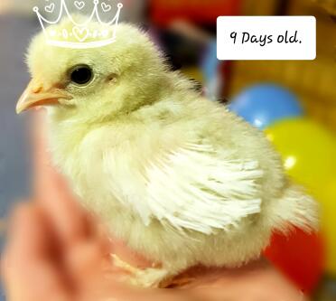 9 day old chick