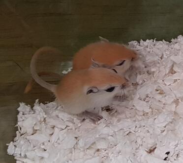 Two gerbils - one is pegnant.