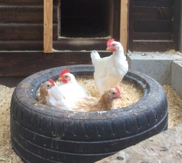 What a cosy place for tired chickens!