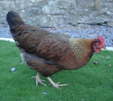 Chicken on grass