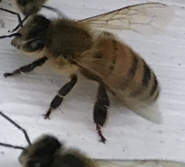 Bee hanging on the porch 