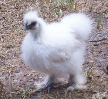 Curious chicken.