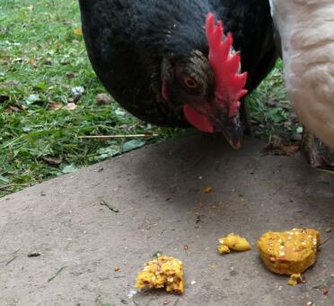 Chickens love biscuits!