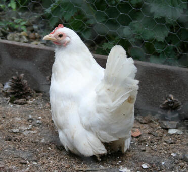 Japanese Bantam Chicken