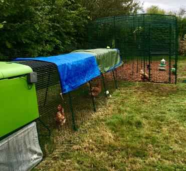 Lovely new walk in run attached to our smaller run. Now the girls have room to roam even when we are not at home! ☺️