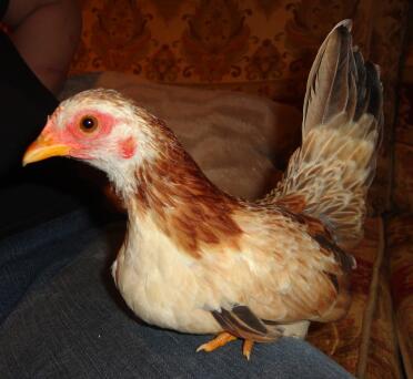 My lovely young serama hen