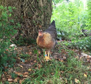 Darcy enjoying her new blue leg ring!