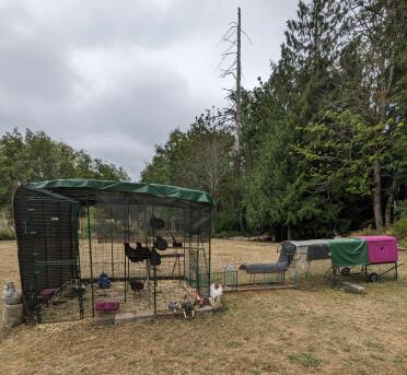 Our Omlet chicken run and coop set up!