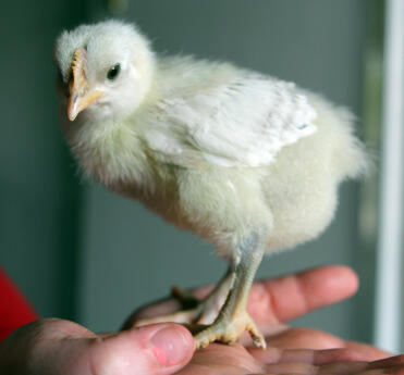 Splash marans boy 10 days old