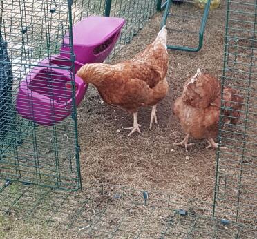 Our chickens prefer to eat and drink from the Omlet troughs.