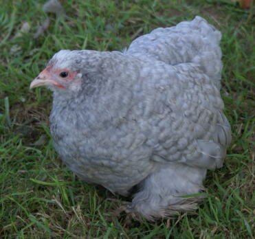 Chickens make lovely pets!