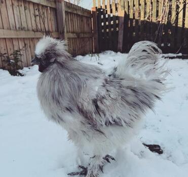 Doesn't Egbert look great in the snow!