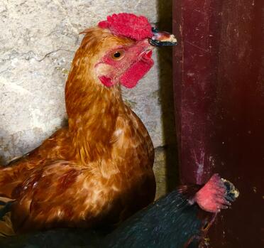 Here's the beak protector that doesn't kill other hens c