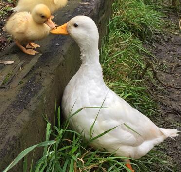 what a lovely mummy and baby duck!