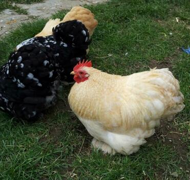 Handsome my Lemon Cuckoo Pekin 