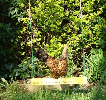 Chickens love to hang out!