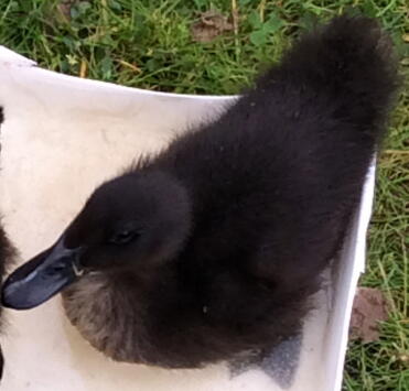 Treacle (Cayuga) having a bath