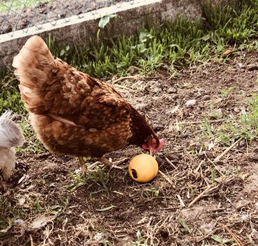 Chicken with Manna Pro Treat Ball