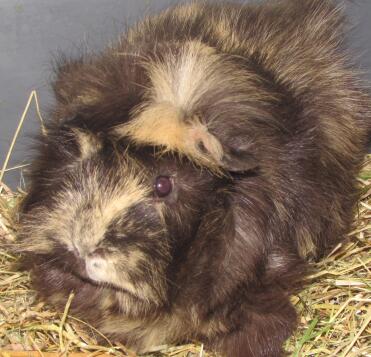 Squeaky the abyssinian guinea pig